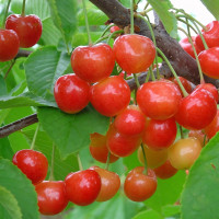 Саженцы Черешня Брянская розовая