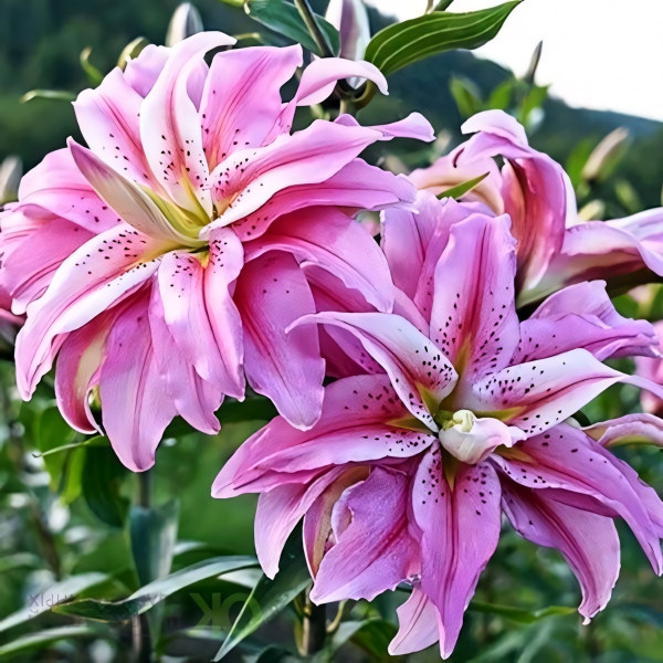 Луковицы  Лилия восточная Broken Heart (Брокен Херт) (3шт.)