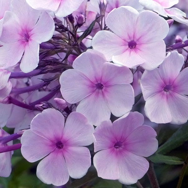 Саженцы Флокс Charlotte (Шарлотта)