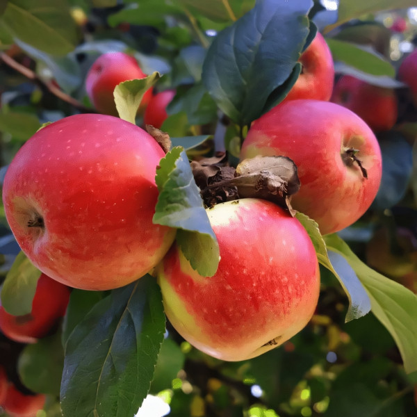 Саженцы Яблоня Мечта