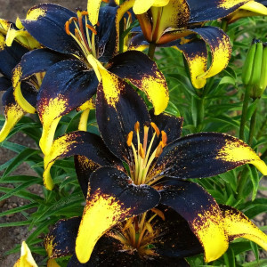  Лилия азиатская Lion Heart (Лайон Харт)