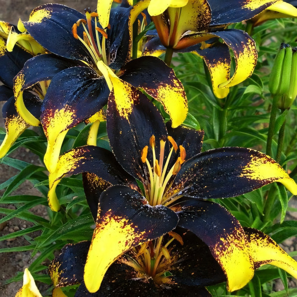 Луковицы  Лилия азиатская Lion Heart (Лайон Харт) (3шт.)