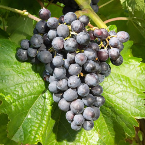 Саженцы Виноград Мускат Блау