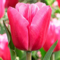 Луковицы Тюльпан Джамбо Пинк (в упаковке - 3шт.)