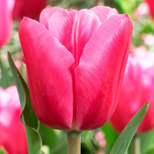 Тюльпан Джамбо Пинк (в упаковке - 3шт.)