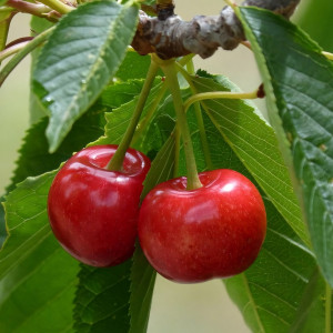 Саженцы Вишня Подбельская