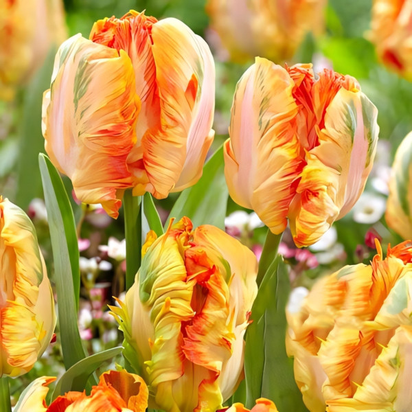 Луковицы Тюльпан попугайный Пэррот Кинг (в упаковке - 3шт.)