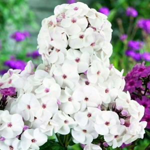 Саженцы Флокс Ice Cream (Айс Крим)