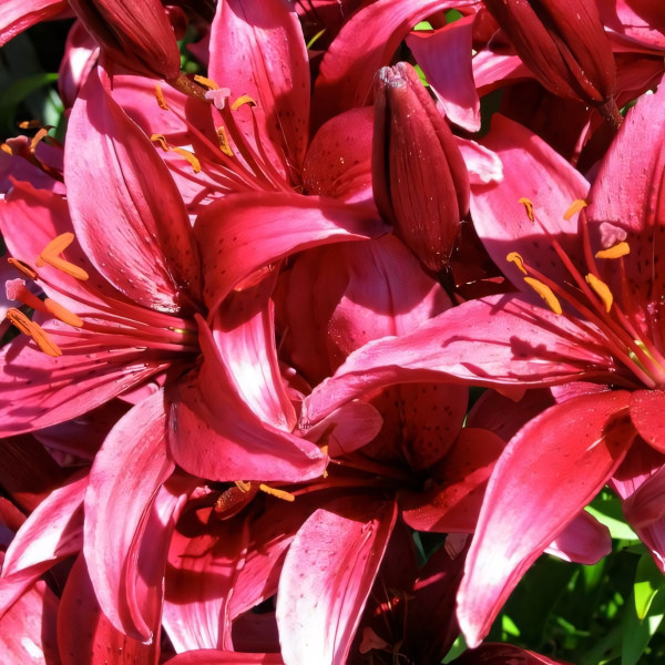 Луковицы  Лилия Cigalon (Цигалон) (3шт.)