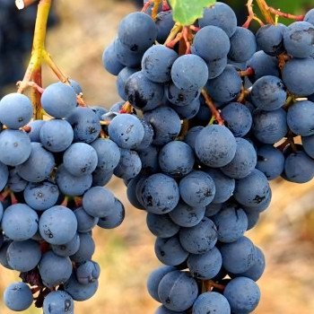 Саженцы Виноград Агат Донской