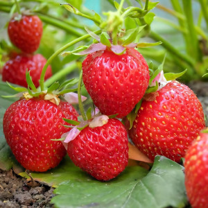 Клубника ремонтантная (крупноплодная) Королева Виктория 5 шт. в упаковке