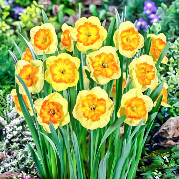 Луковицы Нарцисс крупноцветковый Берлин (в упаковке - 3шт.)