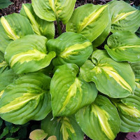 Саженцы Хоста Mango Tango (Манго Танго) М