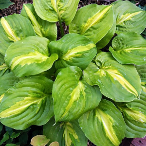 Саженцы Хоста Mango Tango (Манго Танго) М