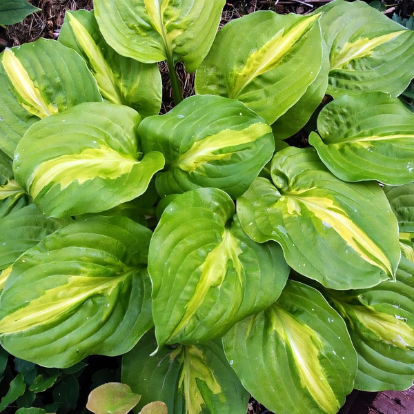 Саженцы Хоста Mango Tango (Манго Танго) М