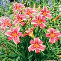 Саженцы Лилейник Ribbonette (Риббонет)