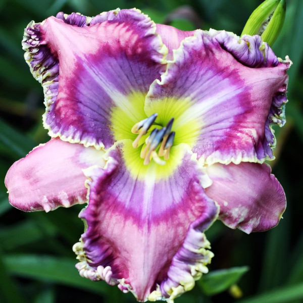 Саженцы Лилейник Bodacious Blues (Бодасиос Блюз)