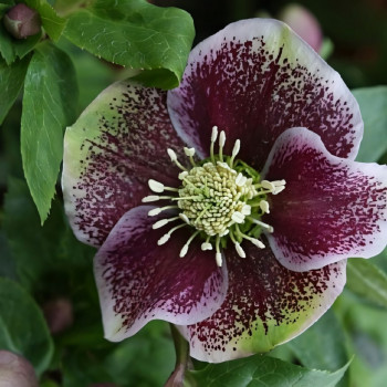 Морозник восточный Претти Эллен Споттед 