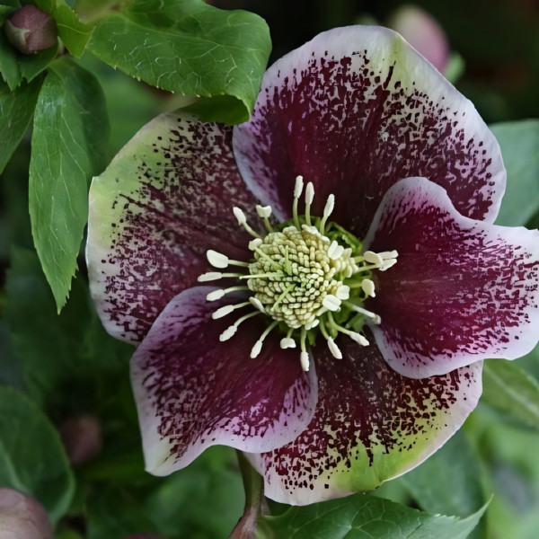 Саженец Морозник восточный Претти Эллен Споттед