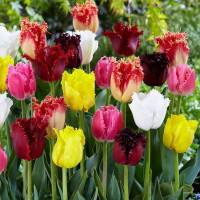 Луковицы Тюльпаны бахромчатые, смесь окрасок (в упаковке - 3шт.)