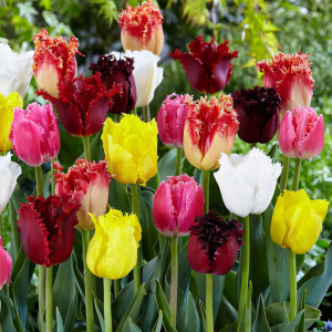 Тюльпаны бахромчатые, смесь окрасок (в упаковке - 3шт.)