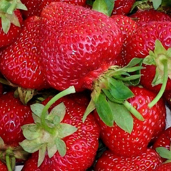 Саженцы Земляника Сирия  (упаковка 5 шт.)