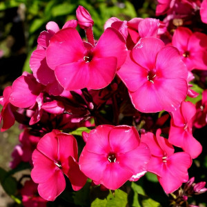 Саженцы Флокс метельчатый Younique Old Cerise