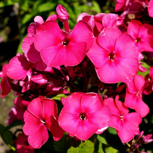 Саженцы Флокс метельчатый Younique Old Cerise