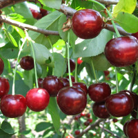 Саженцы Вишня Загорьевская