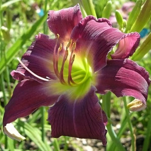 Саженцы Лилейник Breath of Blue Air (Брэф оф Блю Эйр)