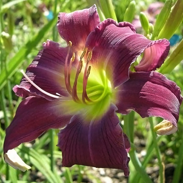 Саженцы Лилейник Breath of Blue Air (Брэф оф Блю Эйр)