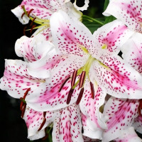 Луковицы  Лилия восточная Madelaine (Маделейн) (3шт.)