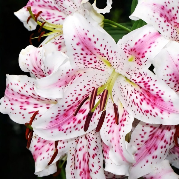 Луковицы  Лилия восточная Madelaine (Маделейн) (3шт.)