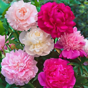 Суперпредложение! Комплект пионов из 3-х сортов