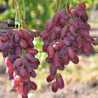 Саженцы Виноград Шахиня Ирана