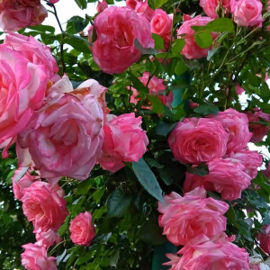 Саженцы Роза плетистая Хендель