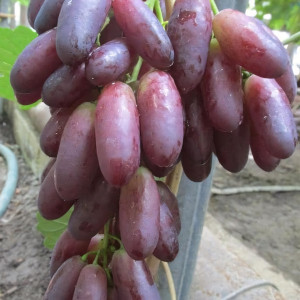 Саженцы Виноград Красава