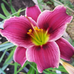 Саженцы Лилейник Little Missy (Литл Мисси)