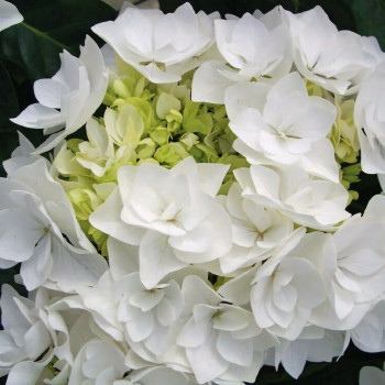 Гортензия крупнолистная Doppio Bianco (Доппио Бьянко)