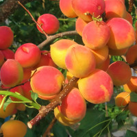 Саженцы Абрикос Северное Сияние