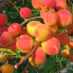 Саженцы Абрикос Северное Сияние