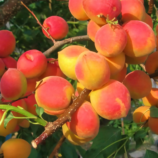 Саженцы Абрикос Северное Сияние