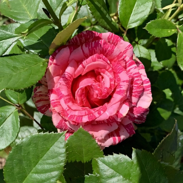 Саженцы Роза чайно-гибридная Пинк Интуишн