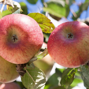 Саженцы Яблоня Башкирский Красавец