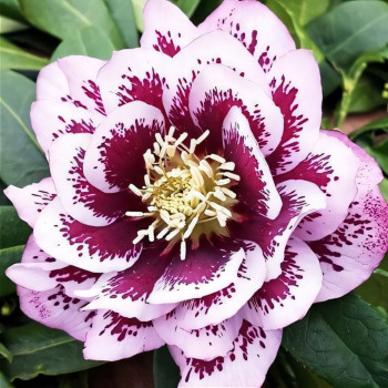 Морозник Дабл Эллен Пинк Споттед 