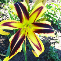 Саженцы Лилейник Dancing Chevrons (Дэнсинг Червонс)