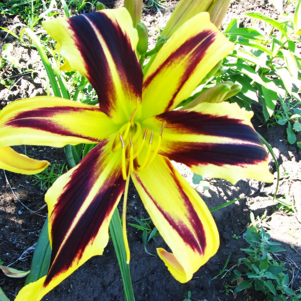 Саженцы Лилейник Dancing Chevrons (Дэнсинг Червонс)