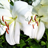 Луковицы  Лилия LOO гибрид White Triumphator (Уайт Триумфатор) (3шт.)