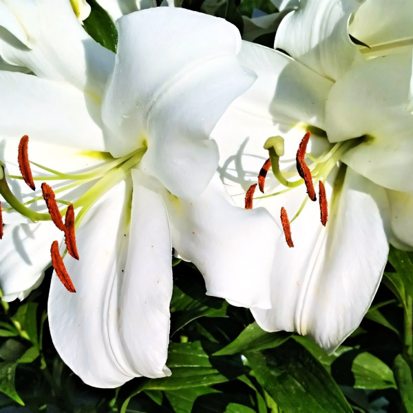 Луковицы  Лилия LOO гибрид White Triumphator (Уайт Триумфатор) (3шт.)