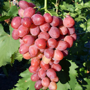 Саженцы Виноград Рубиновый юбилей